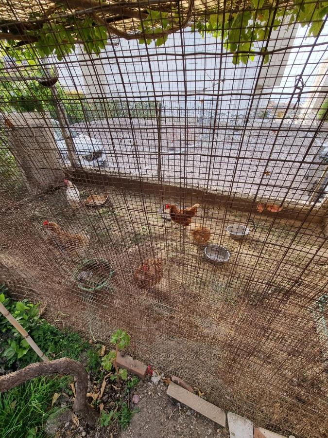 Alojamento de Acomodação e Pequeno-almoço Kamalei Tropea